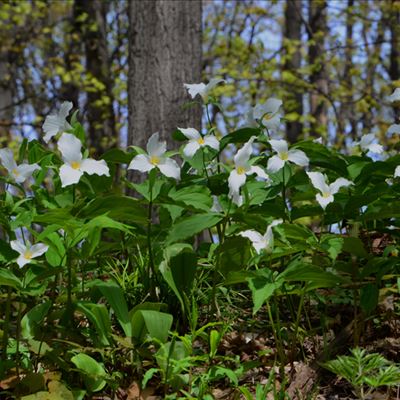 A woods filled with trillium flowers