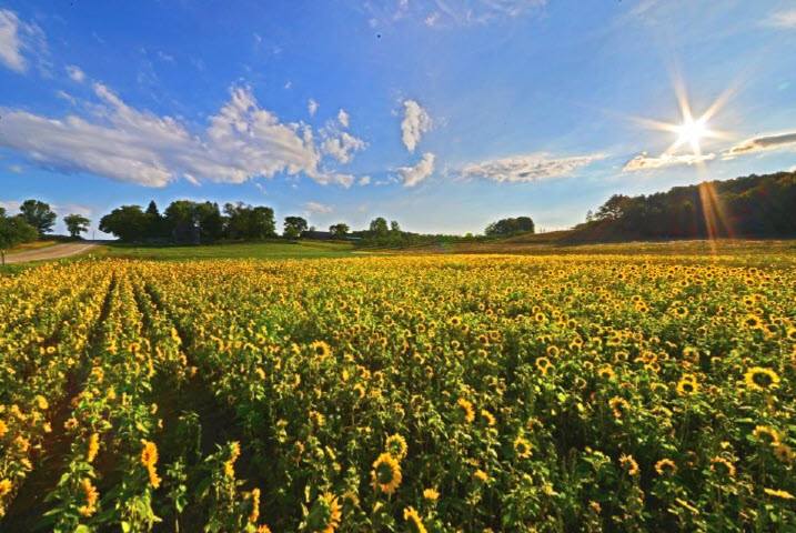 Sunflower Field